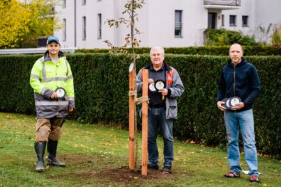 ÖVP Weikersdorf pflanzt Obstbäume